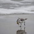 Sanderling with ghost crab