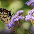 Monarch butterfly on purple wildflower