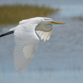 Great Egret over marsh