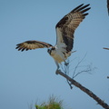 Osprey alighting with nest material