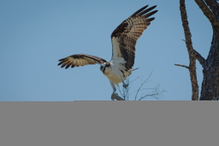 Osprey alighting with nest material