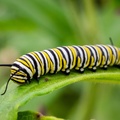Monarch caterpillar on Butterfly Weed