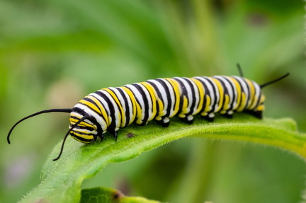 Monarch caterpillar on Butterfly Weed