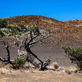 Dead tree near Hale Pohaku