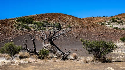 Dead tree near Hale Pohaku