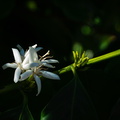 Coffee plant blossom