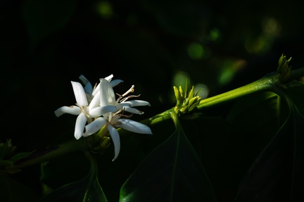Coffee plant blossom