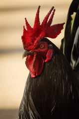Rooster portrait