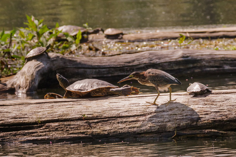 Green Heron with turtles