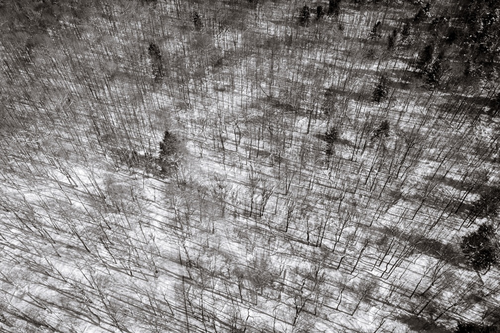 Winter Tree Abstract