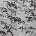 Shorebirds in flight