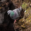 Rock Pigeon on seaside cliffs