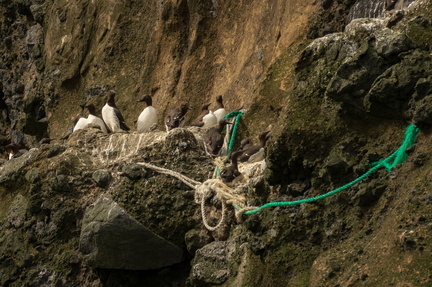 Common Murres with climbing ropes