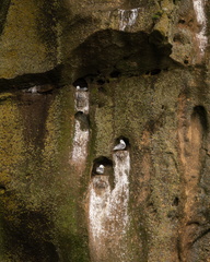 Black-legged Kittiwakes nesting on sea cliffs