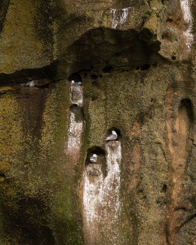 Black-legged Kittiwakes nesting on sea cliffs