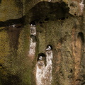 Black-legged Kittiwakes nesting on sea cliffs