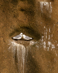 Black-legged Kittiwakes nesting on sea cliffs