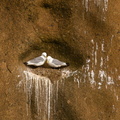 Black-legged Kittiwakes nesting on sea cliffs