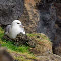 Northern Fulmar on nest