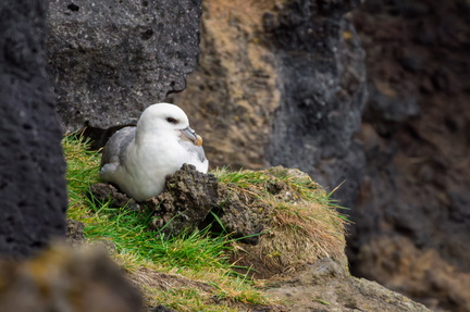 Northern Fulmar on nest