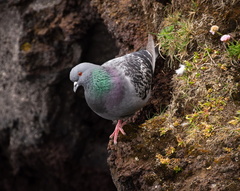Rock Pigeon on seaside cliffs