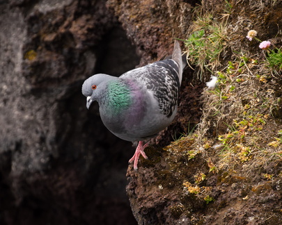 Rock Pigeon on seaside cliffs