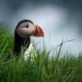 Atlantic Puffin