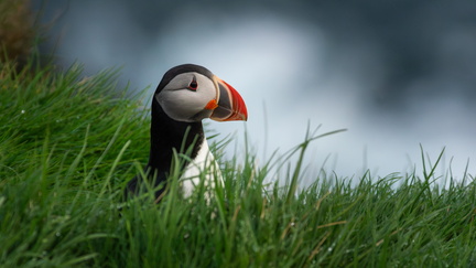 Atlantic Puffin