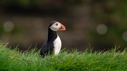 Atlantic Puffin
