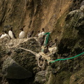 Common Murres with climbing ropes