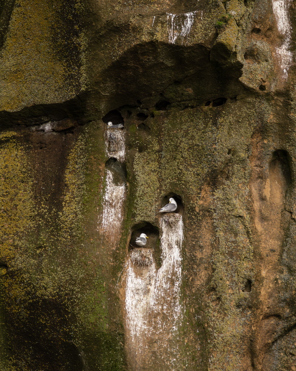 Black-legged Kittiwakes nesting on sea cliffs