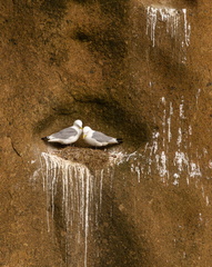 Black-legged Kittiwakes nesting on sea cliffs