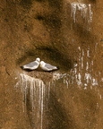 Black-legged Kittiwakes nesting on sea cliffs